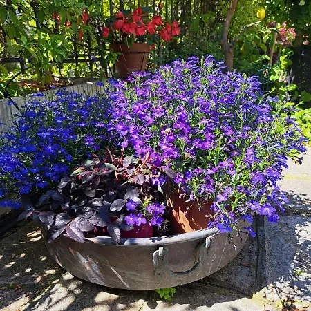 Апартаменты Comodo Con Giardino E Patio