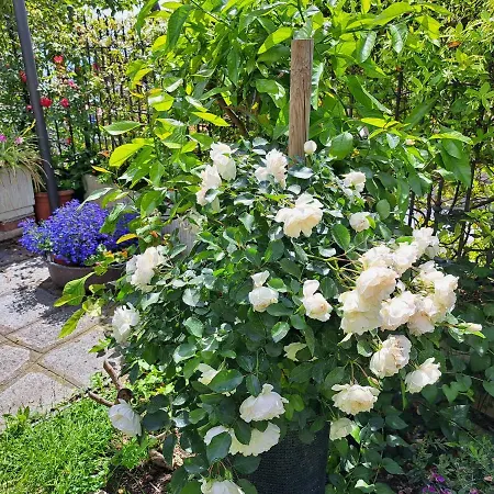 Апартаменты Comodo Con Giardino E Patio Санремо